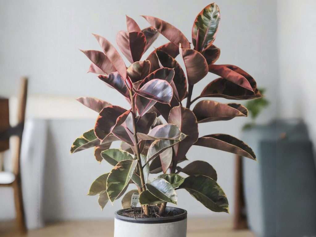 فیکوس شرابی چند شاخه با گلدان سفید