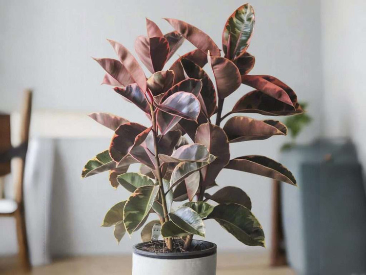 فیکوس شرابی چند شاخه با گلدان سفید