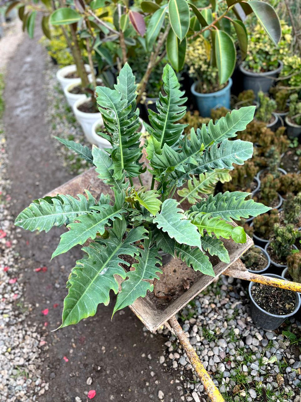 فیلودندرون کنگره ای