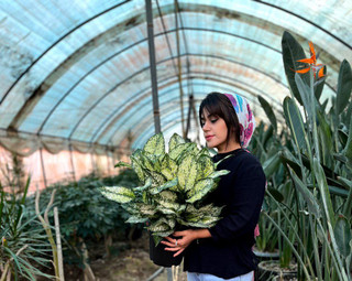 آگلنما برفی