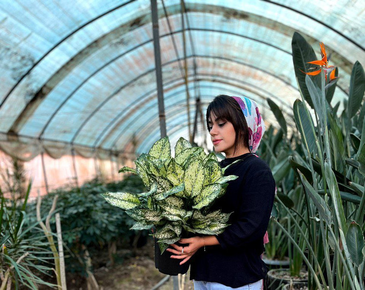 آگلنما برفی