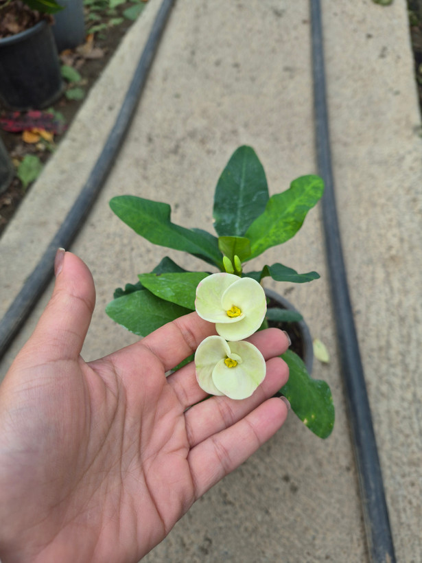 مرجان هلندی / گلخانه بهارنارنج