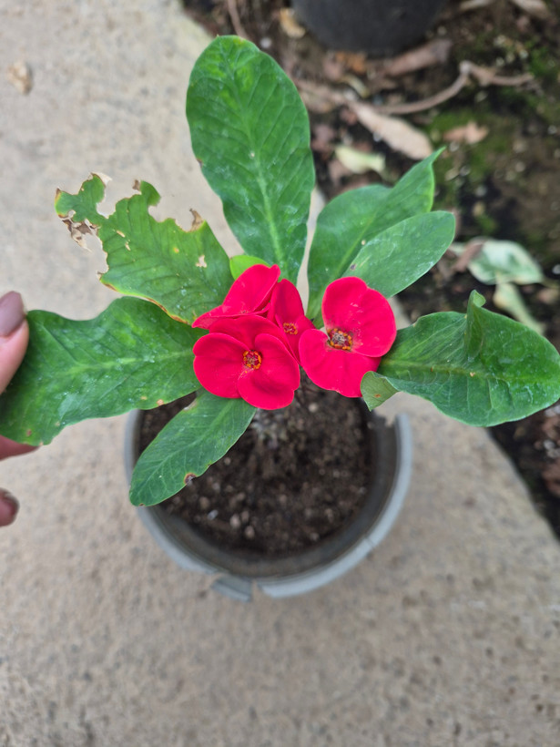مرجان هلندی / گلخانه بهارنارنج