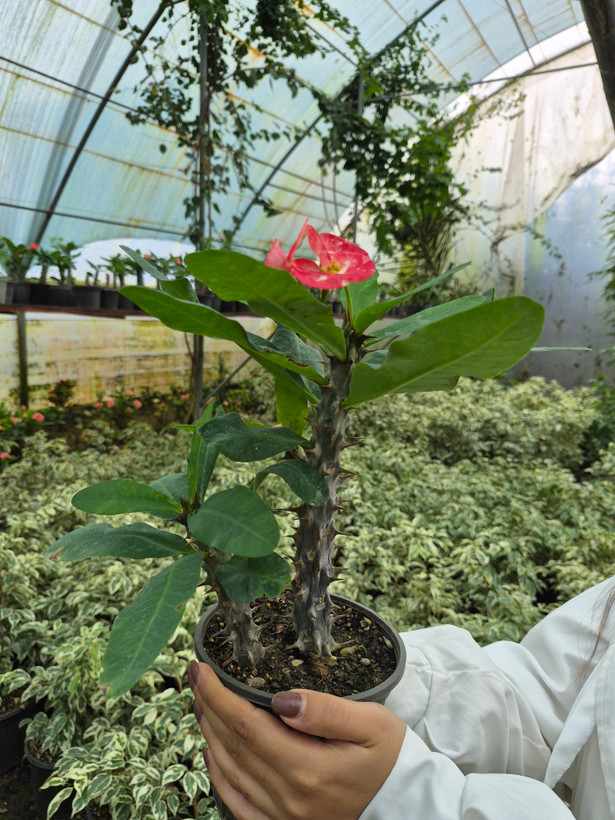مرجان هلندی / گلخانه بهارنارنج