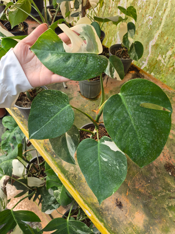 برگ انجیری ابلق / گلخانه بهارنارنج