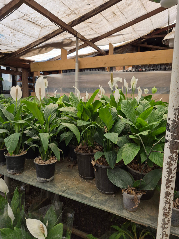 گل اسپاتی فیلوم گل چمچه ای (پرچم سفید) گل صلح