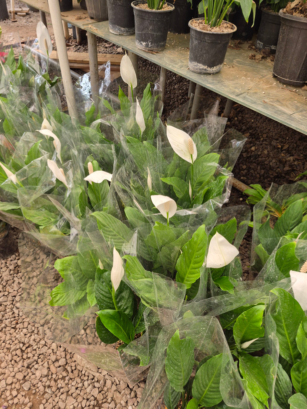 گل اسپاتی فیلوم گل چمچه ای (پرچم سفید) گل صلح