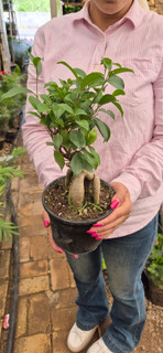 بنسای جنسینگ معمولی (نرک)