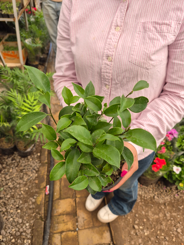 بنسای جنسینگ معمولی (نرک)