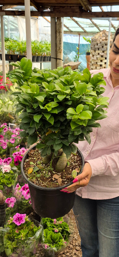 گل بونسای جنسینگ اصل