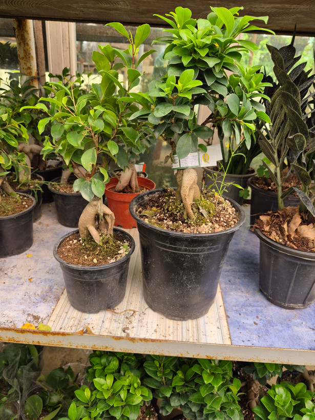 گل بونسای جنسینگ اصل
