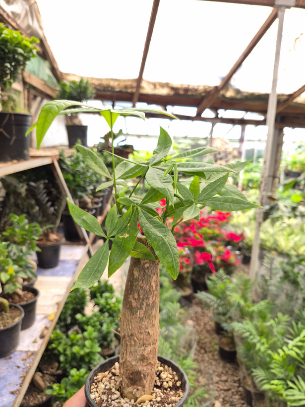 گل بونسای پاچیرا (درخت پول)