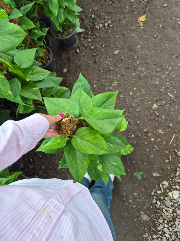 گل پتوس سبز قیم دار