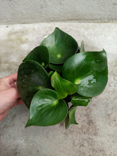 گل قطره باران / قلبی