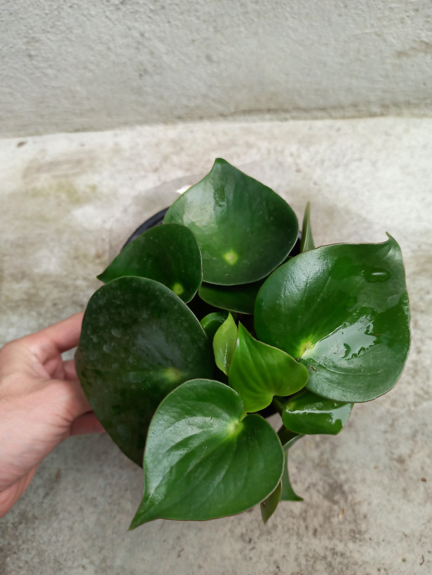 گل قطره باران / قلبی