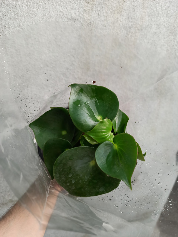 گل قطره باران / قلبی