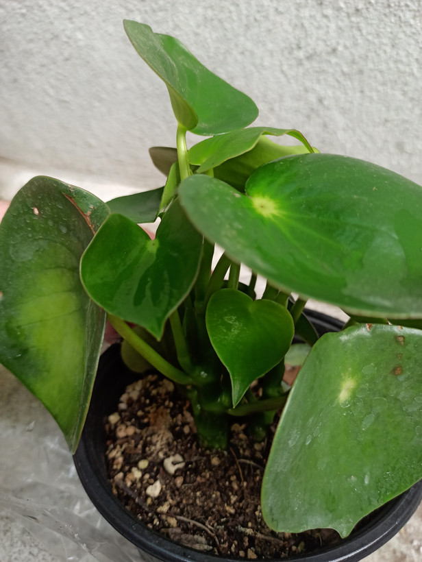 گل قطره باران / قلبی