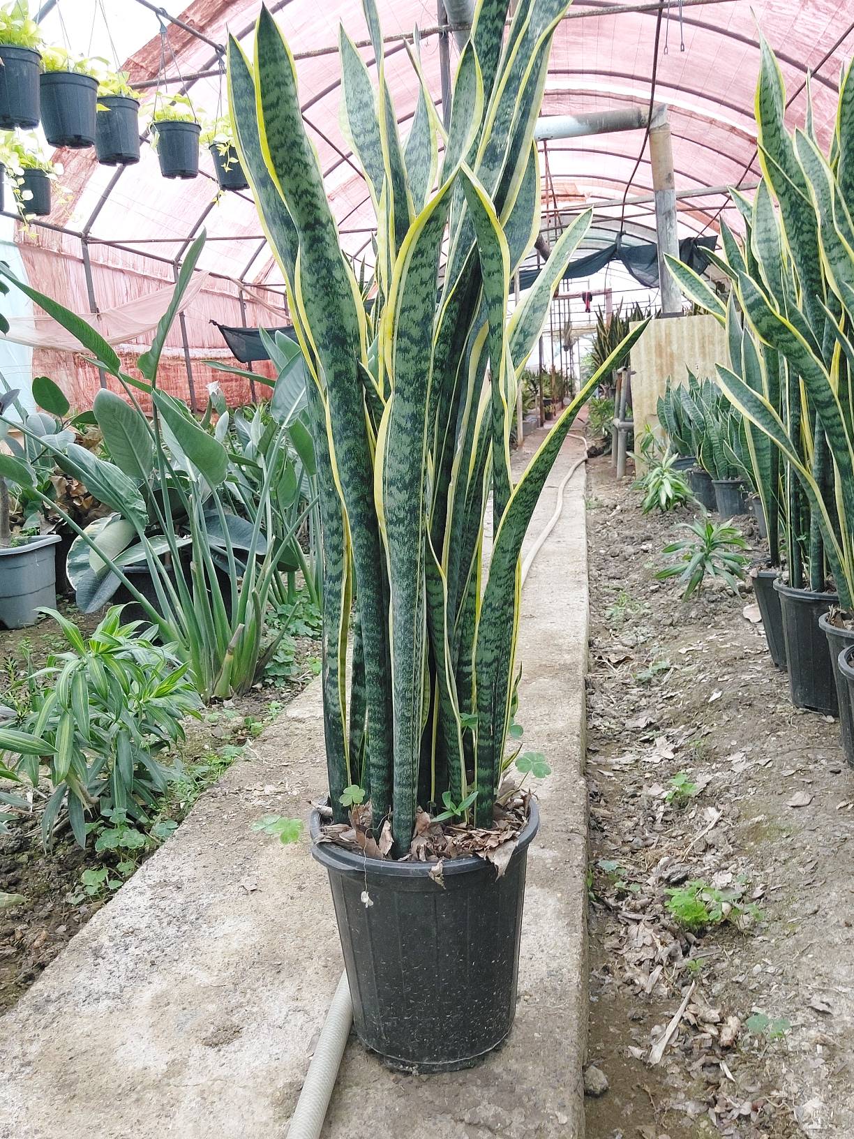 سانسوریا ابلق شمشیری