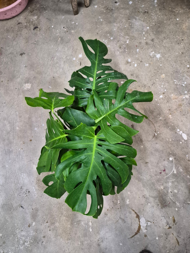 برگ انجیری سبز